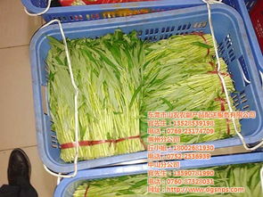 東莞膳食承包企業 專業化服務與山農農副產品配送的共贏之路