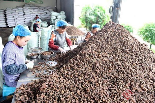 小產品撬動大產業 巍山農副產品精深加工的振興之路