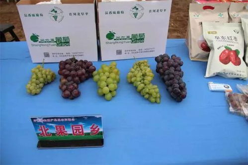 阜平縣農(nóng)副產(chǎn)品展示交流會(huì) 聚焦產(chǎn)業(yè)發(fā)展，助力鄉(xiāng)村振興