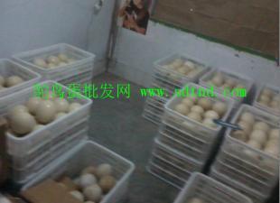 秦皇島與張家口鴕鳥養(yǎng)殖場 農(nóng)副產(chǎn)品新亮點